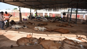 Türkiye'den Mali'deki ihtiyaç sahiplerine kurban yardımı