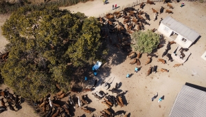 Türkiye Diyanet Vakfı, Zimbabve'de 2 bin 800 hisse kurban kesti