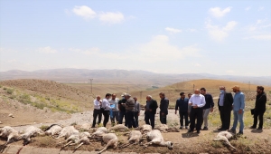 Van'daki selde 57 hayvan telef oldu