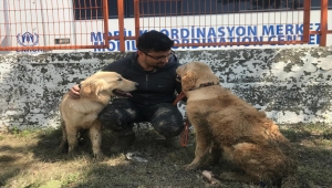 Ayancık'taki sel nedeniyle şantiyede mahsur kalan iki köpek iş makinesiyle kurtarıldı