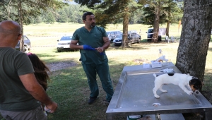 Bolu'daki festivalde 400 köpeğe çip takıldı