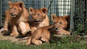 Bursa Hayvanat Bahçesi'nde dünyaya gözlerini açan aslanlar yeni yuvalarına alıştı
