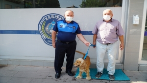 Çorum'da kaybolan köpeğin sahibine belediyenin sosyal medya paylaşımıyla ulaşıldı 