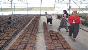 Çukurova'da yetiştirilen meyve fidanları 14 ülkeye ihraç ediliyor