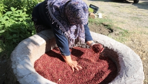 Dağlardan toplanan sumak dibeklerde dövüp işledikten sonra tüketiciye ulaşıyor 