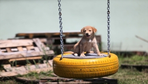 Düzce'deki barınakta sokak hayvanlarına sevgiyle bakılıyor 