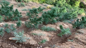 Elazığ'da dağlık araziye ekilmiş 457 kök Hint keneviri ele geçirildi