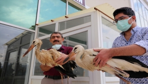 Elazığ'da yaralı bulunan iki leylek tedavi altına alındı