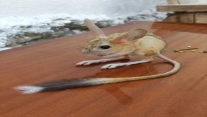 Elazığ'ın Baskil ilçesinde nadir görülen Arap tavşanına rastlandı 