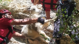 Erzincan'da kayalıklarda mahsur kalan keçileri JAK ve AFAD ekipleri kurtardı