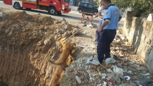 Gaziantep'te inşaat çukuruna düşen köpeği itfaiye ekipleri kurtardı