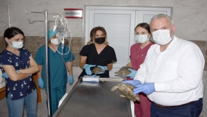 İzmir'de makilik alandaki yangından kurtarılan 3 kaplumbağa tedaviye alındı