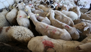 İzmir'den Muğla'daki yangında zarar gören çiftçilere canlı hayvan desteği