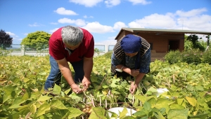 Kayseri'de üretilen ata tohumları Türkiye'nin dört bir yanında yeşeriyor 