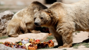 Kayseri Hayvanat Bahçesinin sakinlerinden boz ayılar, sıcakta buzlu meyve kokteylleriyle ferahlıyor