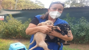 Marmaris'te yangın süresince bakımevi hayvanlara sığınak oldu