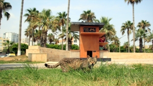 Mersin'de sahil bandındaki kedi evleri "can dostlara" yuva oldu