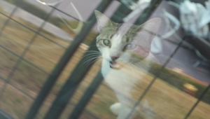 Milas'taki yangında evin balkonunda mahsur kalan kedi gazeteciler tarafından kurtarıldı