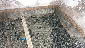 Osmaniye'de evinde 120 saka kuşu bulunan kişiye 120 bin lira ceza kesildi