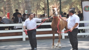 Safkan Arap taylarının satışından 8,5 milyon lira gelir elde edildi