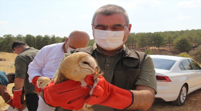 Şanlıurfa'da tedavisi tamamlanan 12 peçeli baykuş doğaya bırakıldı