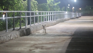 Şanlıurfa'da tilki ile hırdavatçının dostluğu şaşırtıyor