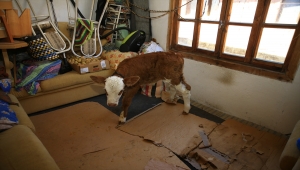 Selden kurtardığı 9 günlük "Garip" isimli buzağısına evinde sevgiyle bakıyor