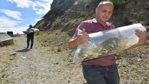 Sinop'ta baraj ve göletlere 100 bin sazan yavrusu bırakıldı