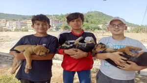 Sinop'ta selde anneleri kaybolan köpek yavrularına çocuklar sahip çıktı