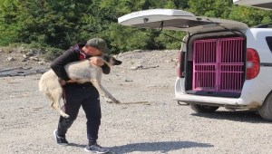 Sinop'ta selden 20 köpeği kurtarmanın mutluluğunu yaşıyor 