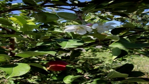 Sivas'ta dalında meyvesi olan elma ağacı yeniden çiçek açtı 