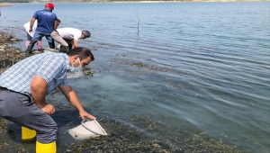 Tekirdağ'da göletlere 407 bin yavru sazan bırakıldı