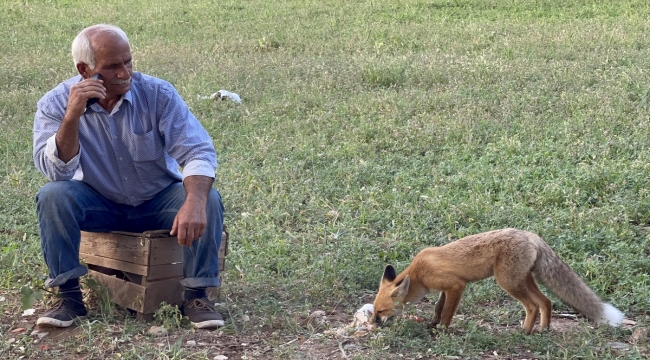 Tilki "Mamişko" ile Bingöllü çiftçinin dostluğu görenleri gülümsetiyor 