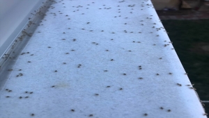 Trakya'da yoğun görülen dantel böceği popülasyonu kimyasal mücadele sonrası azaldı 