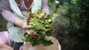 Üreticiler ve sektör temsilcileri, TMO'nun fındık alım fiyatlarını değerlendirdi