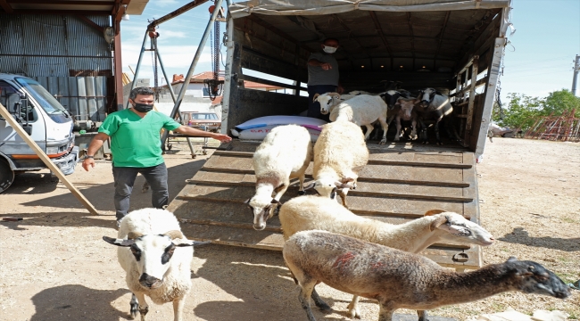 Antalya'da kurtların küçükbaş hayvanlarını telef ettiği aile belediyenin hediye ettiği 15 koyunla sevindi 