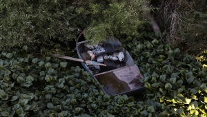 Asi Nehri'nin bazı bölümleri "su sümbülü tarlası" ile kaplandı 