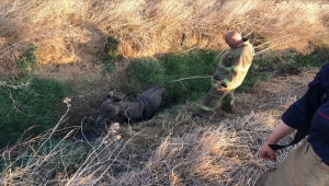 Balıkesir'de çukurda mahsur kalan eşeği itfaiye kurtardı