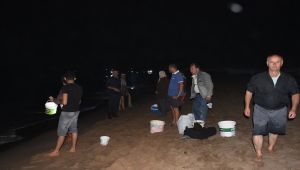 Batı Karadeniz'de tonlarca balık kıyıya vurdu; eline çuvalı, kovayı alan sahile koştu