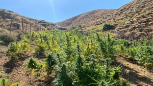 Bingöl'de 7 bin 620 kök kenevir ve 27 kilogram esrar ele geçirildi