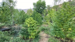 Bingöl'de uyuşturucu operasyonu