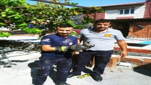 Hatay'da iki evin arasındaki boşluğa düşen kedi yavrusunu itfaiye ekipleri kurtardı