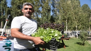 İki bin rakımlı Daphan Ovası'ndaki seralarda sebze ve meyve hasadına başlandı