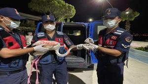 İzmir'de yaralı flamingoya jandarma ekipleri sahip çıktı
