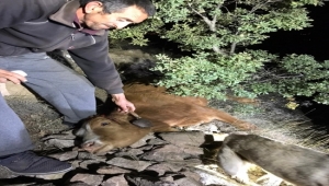 Kayseri'de uçuruma düşen inek kurtarıldı