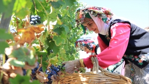 Kırklareli'nde "Kızılcıkdere 1. Bağ Bozumu" etkinliği yapıldı