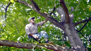 Kocaeli'de bahçesinde yetiştirdiği cevizleri kendi toplayan "Halit dede" örnek oluyor