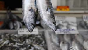 Marmara'dan çıkan bol palamut balıkçıyı sevindirdi