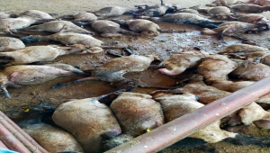 Mersin'de hayvan pazarına giren sokak köpekleri 40 küçükbaş hayvanı telef etti