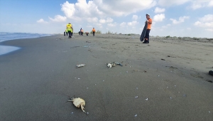 Mersin'de, Suriye kaynaklı petrol sızıntısına ilişkin temizlik çalışması başlatıldı